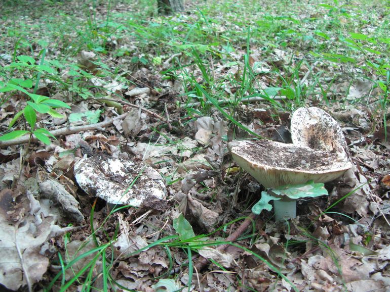 Zoek de Smalplaatrussula's