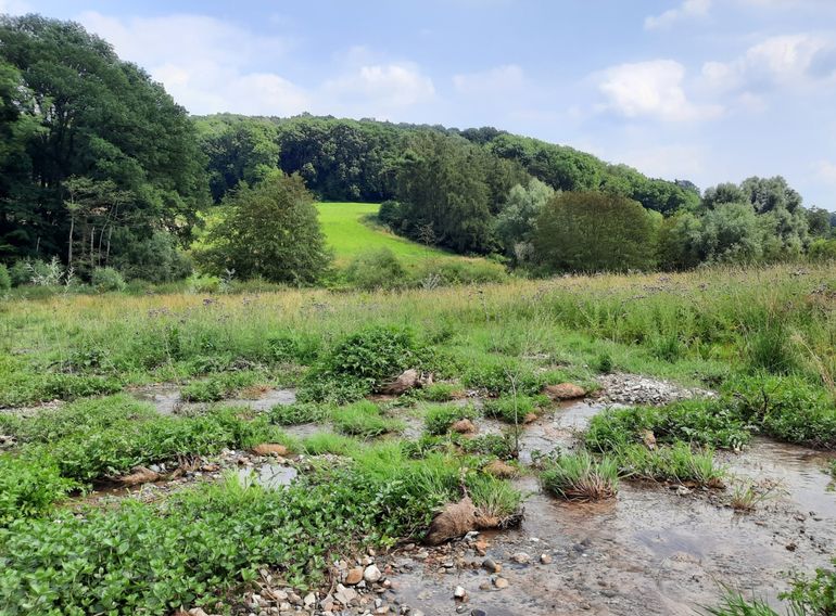 Hellingbossen en natuurlijke graslanden houden regenwater langer vast