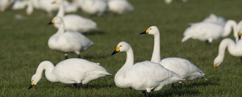 Kleine Zwanen bij Oss