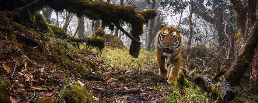 Tijger in Bhutan WWF UK