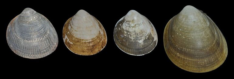 Noorse hartschelpen van verschillende locaties. Van links naar rechts: een Holoceen fossiel van Scheveningen, een exemplaar van Scheveningen van februari 1953 (verzameld door Bob Entrop), een losse klep van Hoek van Holland van februari 2019 en een veel groter exemplaar in februari 1974 opgevist bij de Klaverbank (collectie Han Raven)