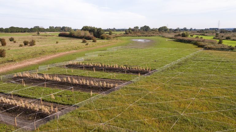 Riet wordt geplant of kan spontaan ontkiemen. De rasters en linten beschermen tegen ganzenvraat, 2 oktober 2020 