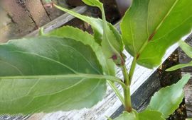 Edwin Dijkhuis Het blad van Smalle theeplant