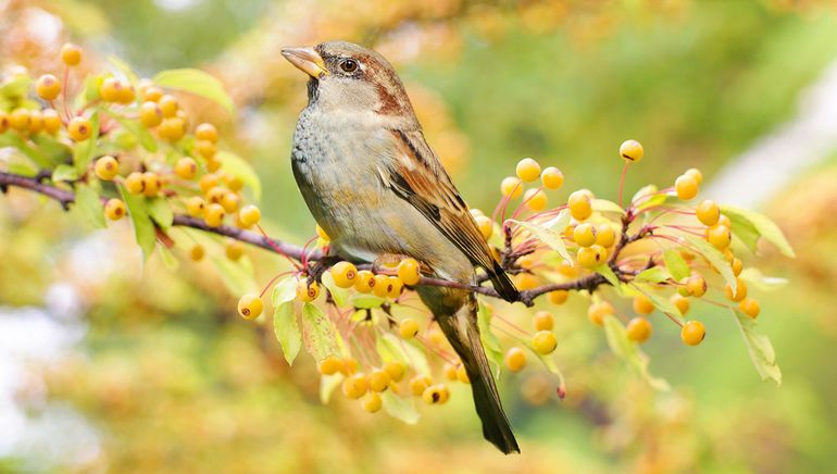 Zet uw tuin vol: vogels eten de bessen, de nectar en de insecten die op de bloemen afkomen