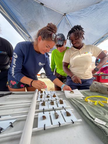 Coral fragmentation, alongside the coral breeding program, is central to RRFB’s restoration efforts