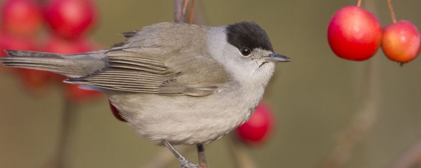 Zwartkopmannetje