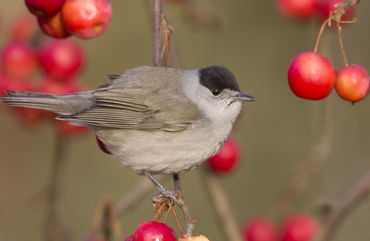 Er werden opvallend veel insecteneters geteld, zoals de zwartkop