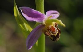 Bijenorchis
Foto: Wout van der Slikke