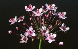 Butomus umbellatus. Zwanenbloem