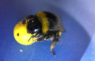 Bumblebee with ball