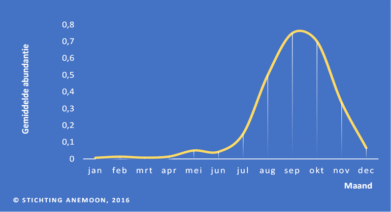 Seizoenspatroon van aangespoelde Zeepaddenstoelen (uitgedrukt in Gemiddelde Abundantie) op de stranden van Noord- en Zuid-Holland, berekend over de periode 1990-2015. Afhankelijk van wintertemperaturen en de locatie kunnen de opkomst en de piek van jaar tot jaar verschillen