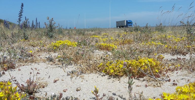 De grote bloemenrijkdom in het havengebied is gunstig voor wilde bijen