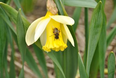 Narcis met zweefvlieg in de Bollenstreek: ook insecten worden in kaart gebracht in het project