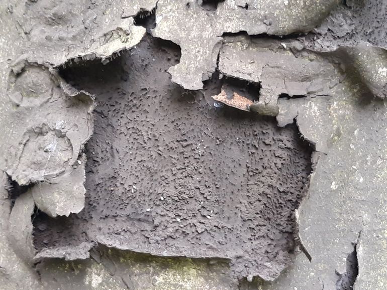 Roetschorsziekte tast vooral esdoorn aan en kan problemen veroorzaken bij mensen met ademhalingsproblemen