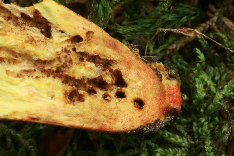 Rode puntjes in de steelvoet van de Blozende fluweelboleet