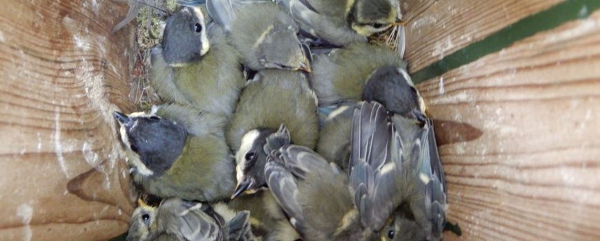 draad Het pad staart Nature Today | Nog even en de Koolmezen leggen hun eerste ei in februari