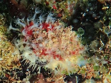 Invasieve koraalsoort Stragulum bicolor