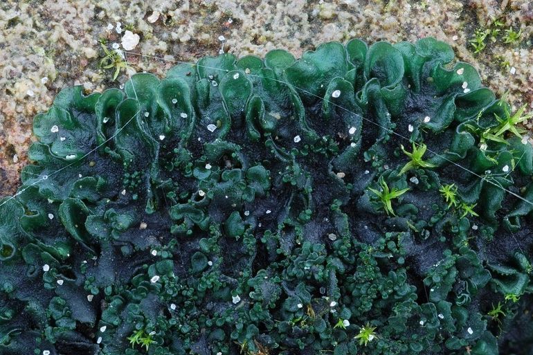 Gewoon geleimos (Blennothallia crispa) zwelt op wanneer het nat wordt en krijgt een blauwgroene kleur, in droge staat is het zwart. Het groeit vaak tussen straatstenen in 
