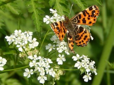 Landkaartje is afgelopen weekend veel uit de pop gekomen