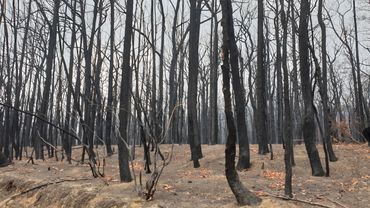 Verbrand bos in Australië