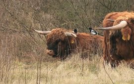 Roeland Vermeulen, FREE Nature Eksters op de rug van een Schotse Hooglander stier