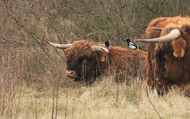 Eksters op de rug van een Schotse Hooglander stier