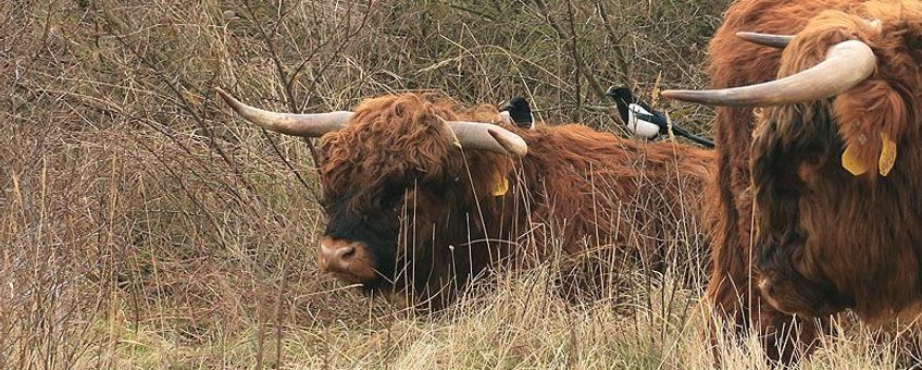 Eksters op de rug van een Schotse Hooglander stier