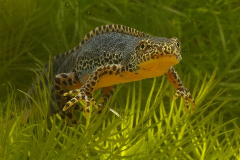 Alpenwatersalamander, te herkennen aan de oranje buik