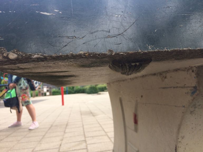 Eikenprocessierupsen onder betonnen pingpongtafel midden op schoolplein in Ede