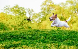 Shutterstock Hond jaagt spreeuw op