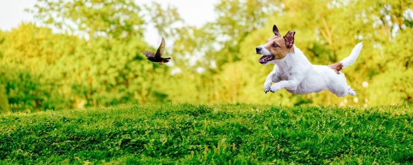 Hond jaagt spreeuw op