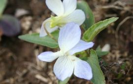 Kevin van den Hof Melkviooltje (var lacteoides)