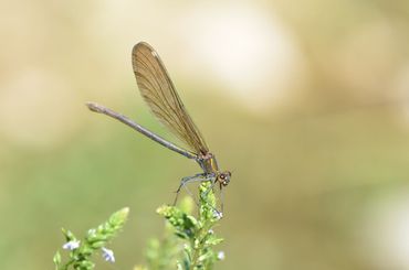 Een vrouwtje bosbeekjuffer lijkt sterk op de weidebeekjuffer, maar is bruiner