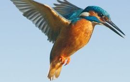 Jeroen Stel Biddende ijsvogel