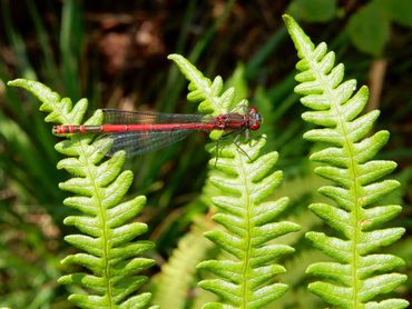 De vuurjuffer is de vroegst uitsluipende libel en komt ook veel in tuinvijvers voor