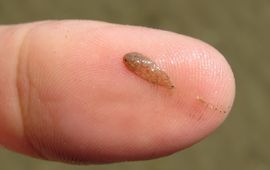 Jonge tong in de Waddenzee (eenmalig gebruik WUR)