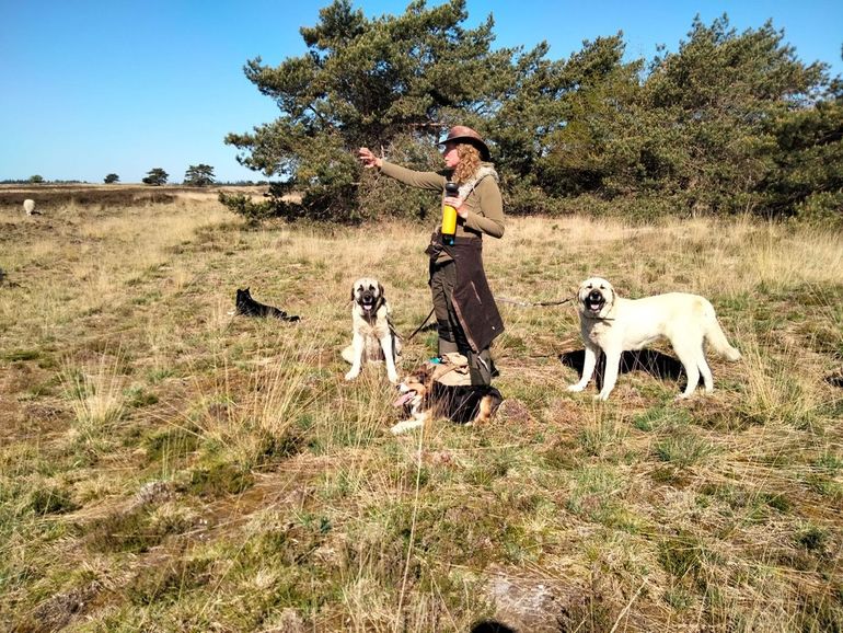 Herder Daphne moet leren hoe ze in de Nederlandse setting zo goed mogelijk met de honden werkt