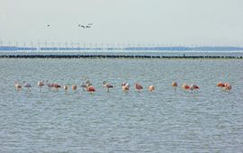 flamingo's, op de achtergrond aalscholvers en windmolens