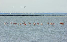 Bennie van der Weide flamingo's, op de achtergrond aalscholvers en windmolens