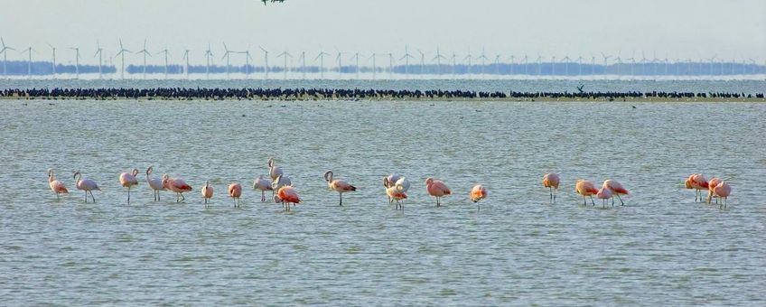 flamingo's, op de achtergrond aalscholvers en windmolens