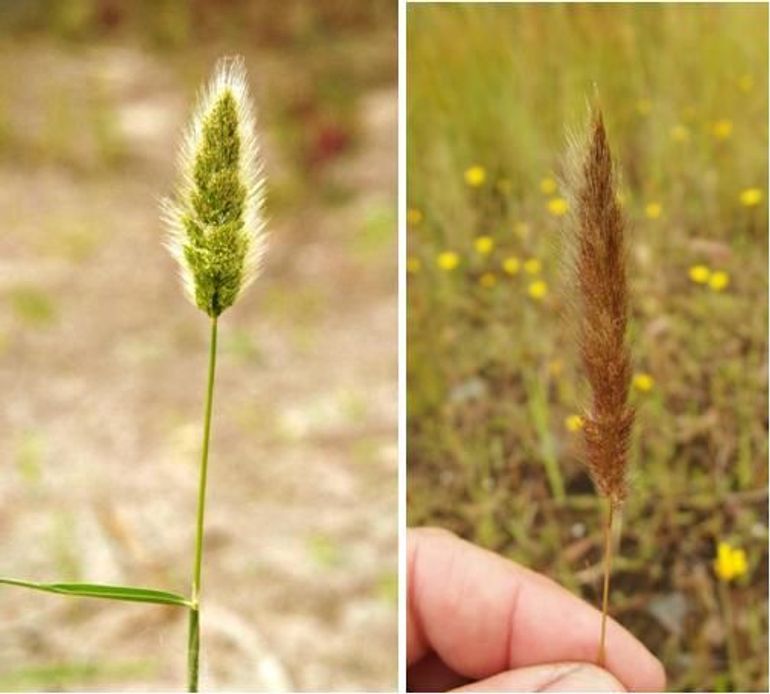 Bloeiwijze van links Baardgras en rechts 'Zeebaardgras'