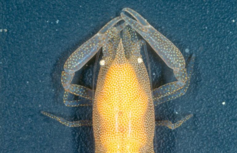 Tympanicheles ornatus is een soort binnen de Tympanicheles, de drummers. Hij leeft in steekmossels. Het trommelorgaan is te zien onder de microscoop