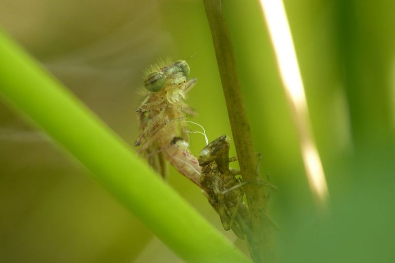 Een vuurjuffer is bezig met uitsluipen