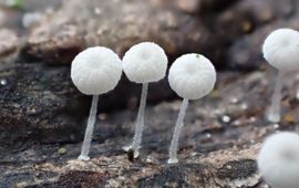 Suikremycena