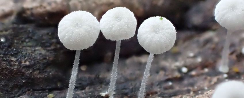 Suikremycena