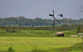 Platteland, windmolen, schapen, weiland, landschap