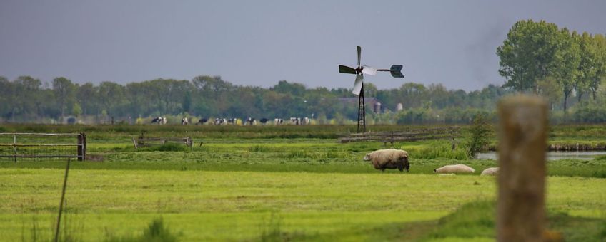 Platteland, windmolen, schapen, weiland, landschap