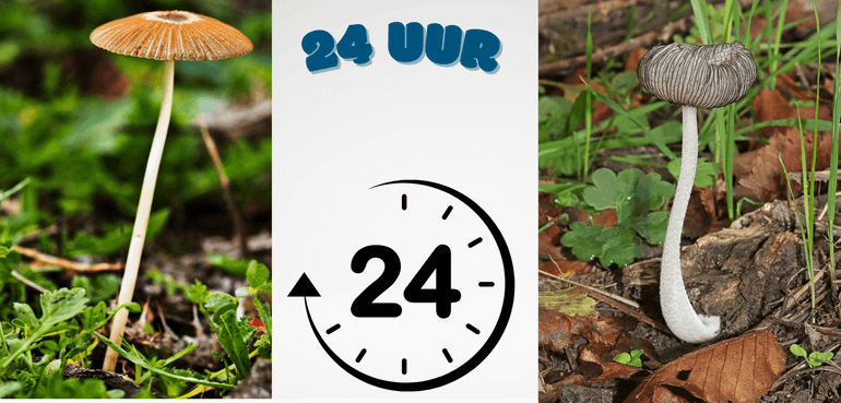 Zowel Plooirokje als Gazonvlekplaat hebben een levenscyclus van soms maar 24 uur