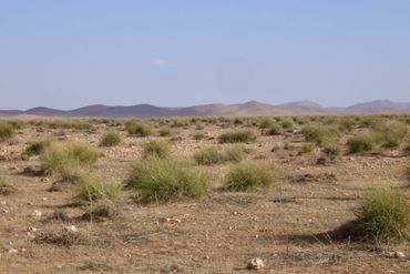 Natuurlijk halfa-steppehabitat in Oost-Marokko