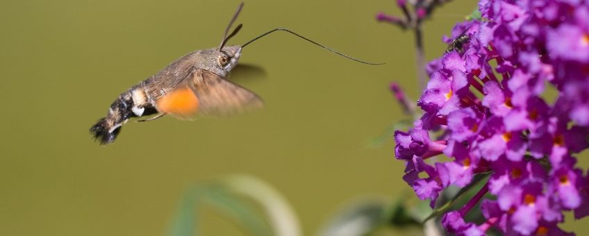 Kolibrievlinder op een vlinderstruik